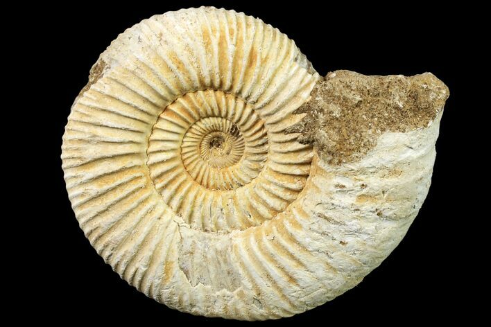 Jurassic Ammonite (Perisphinctes) Fossil - Madagascar #161734